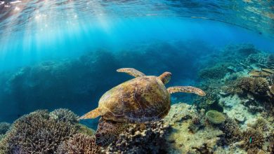 Bassel Ounah's Vision for Immersive Underwater Training