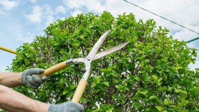 Tree Trimming