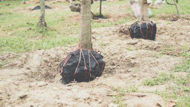 Best Practices for Tree Transplanting and Relocation