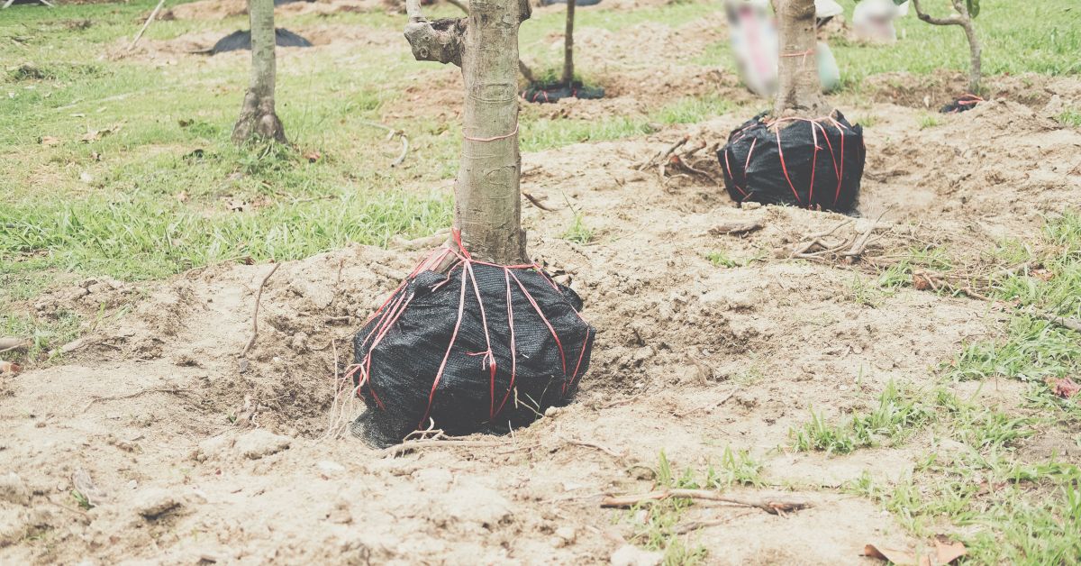 Best Practices for Tree Transplanting and Relocation