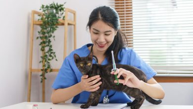 Choosing the Best Pet Vaccination Clinics in NYC