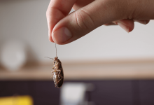 Common Pest Problems in Niskayuna, NY and How to Solve Them