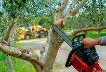 When Is the Best Time for Tree Trimming in Racine? Expert Advice