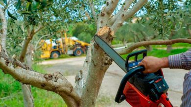 When Is the Best Time for Tree Trimming in Racine? Expert Advice