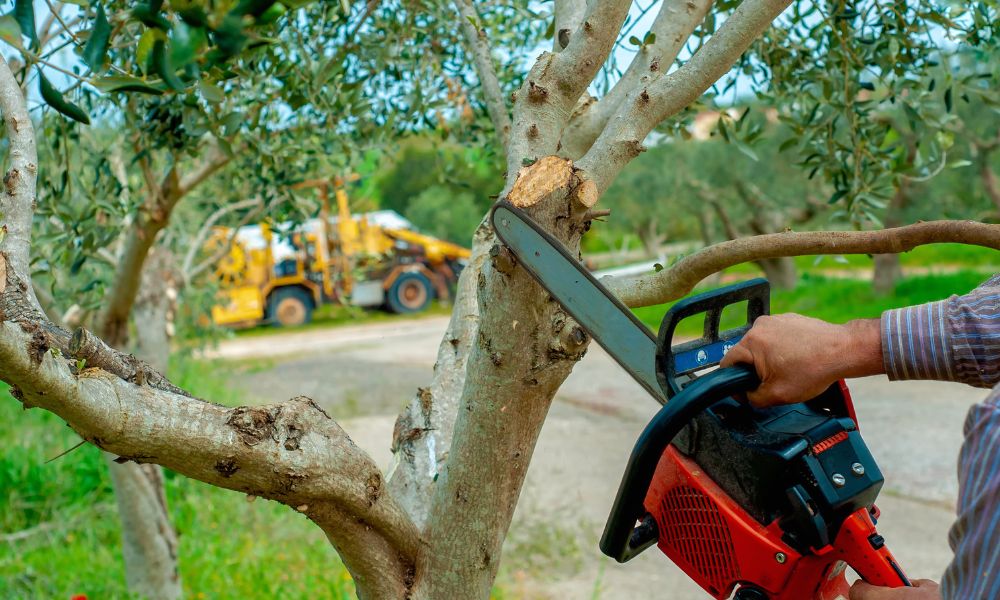 When Is the Best Time for Tree Trimming in Racine? Expert Advice