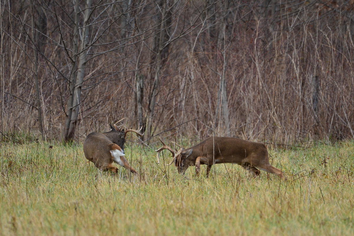 Illinois Buck Country Outfitters: Your Ultimate Hunting Adventure